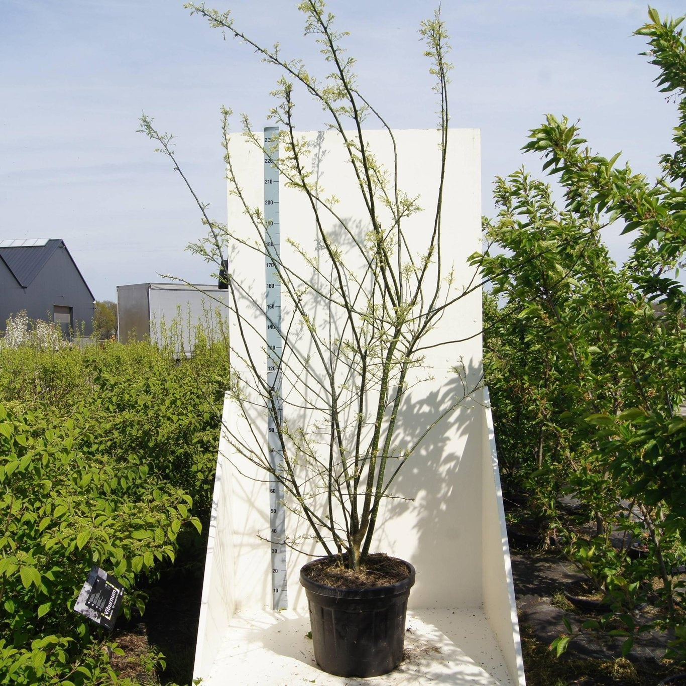 Styphnolobium japonicum 240cm 55cm Pot