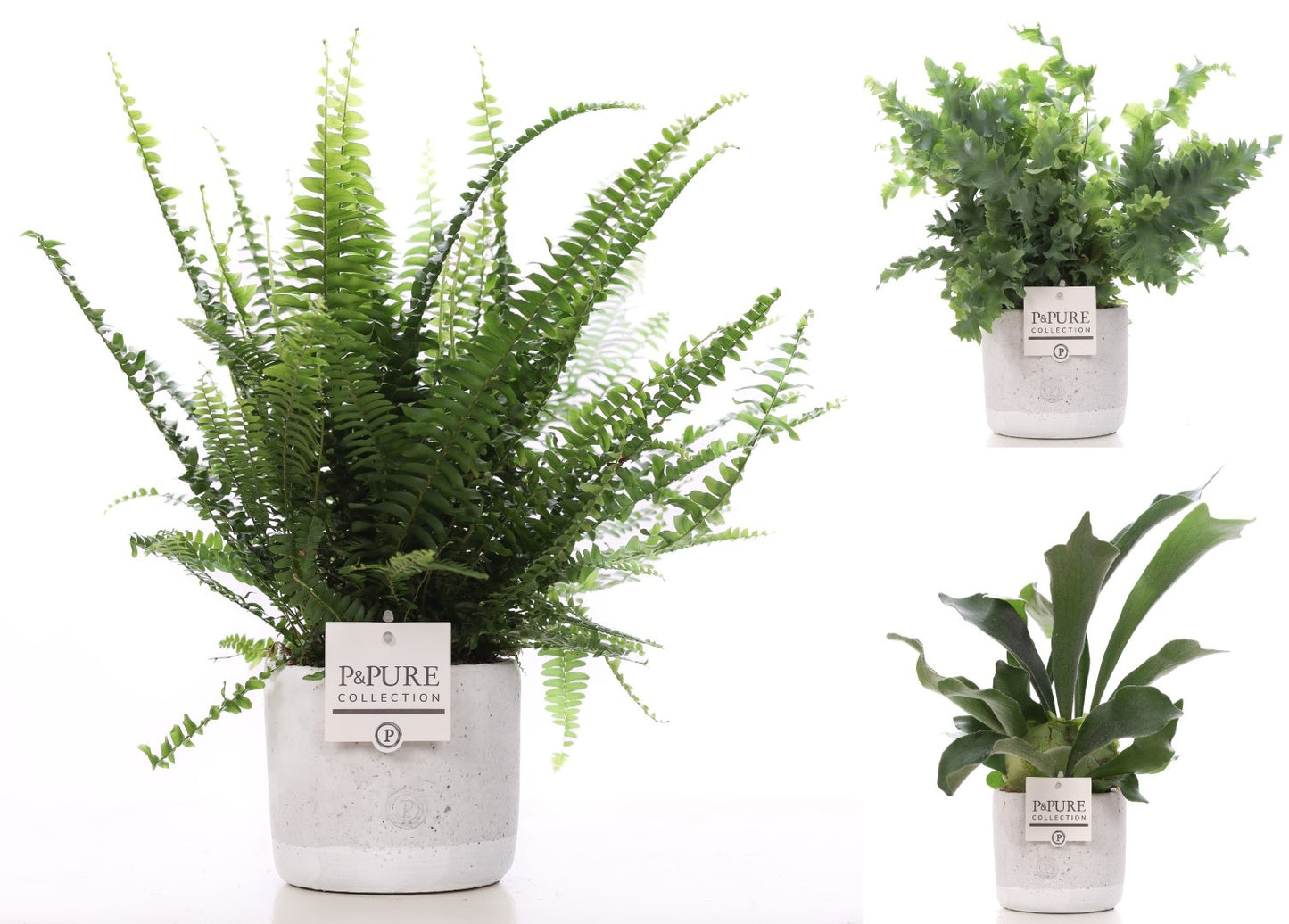 Ferns mix 35cm 12cm Pot