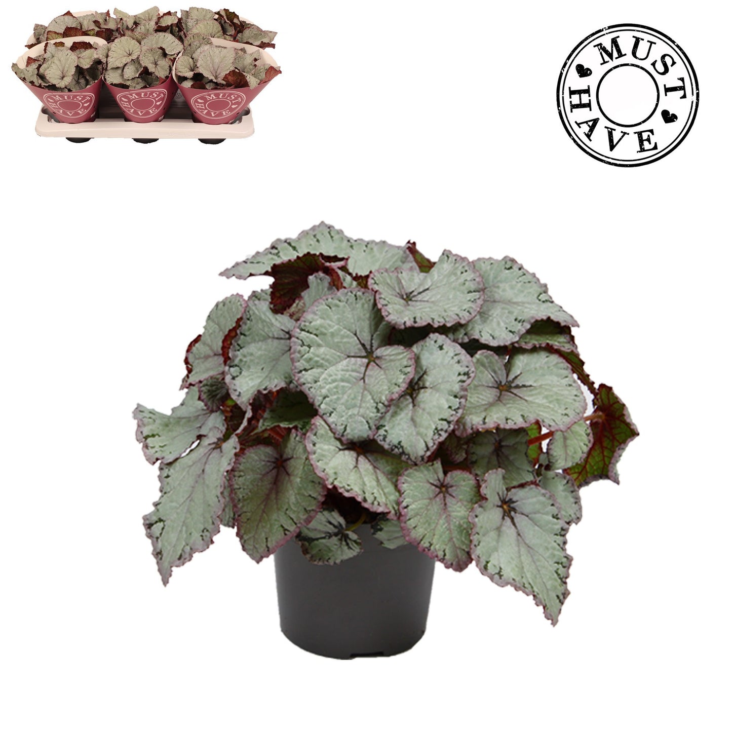 Begonia Hawaiian Silver 25cm 13cm Pot