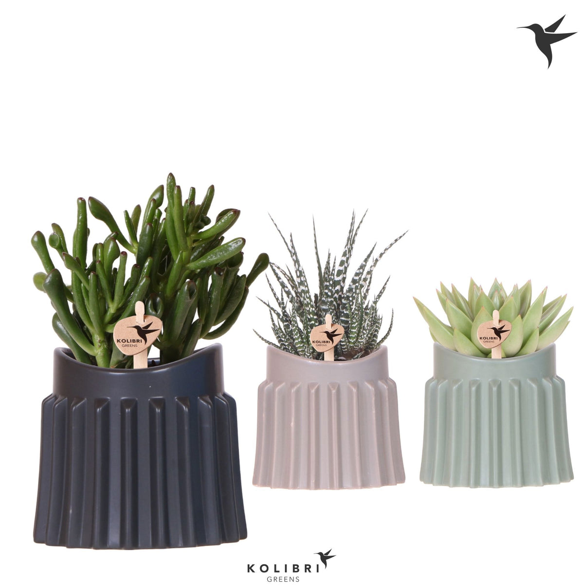 Succulent mix 22cm 9cm Pot