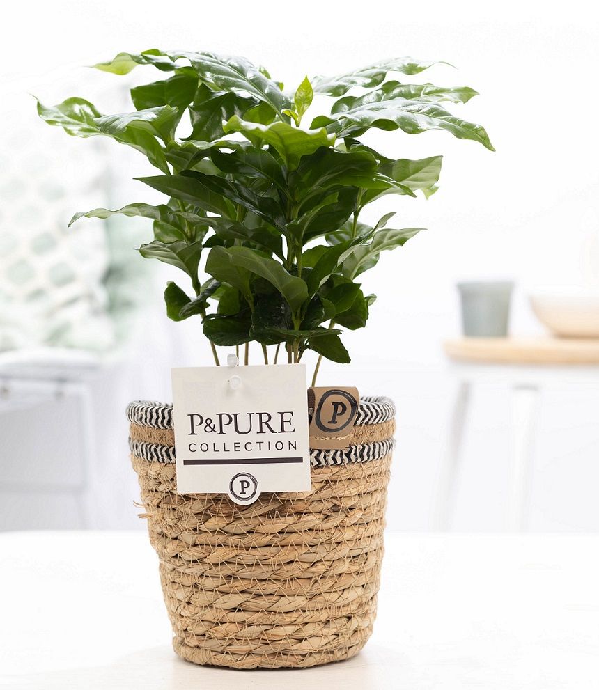 Coffea arabica 20cm 12cm Pot