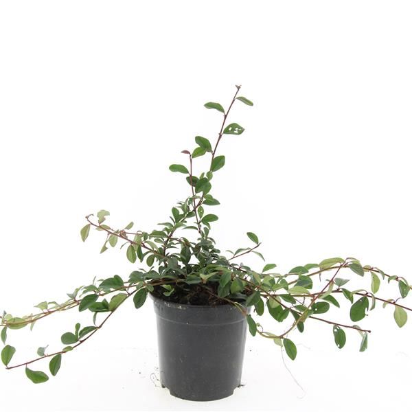 Cotoneaster dammeri 10cm 14cm Pot