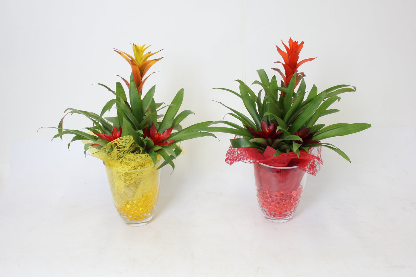 Bromelia mix 45cm 22cm Pot