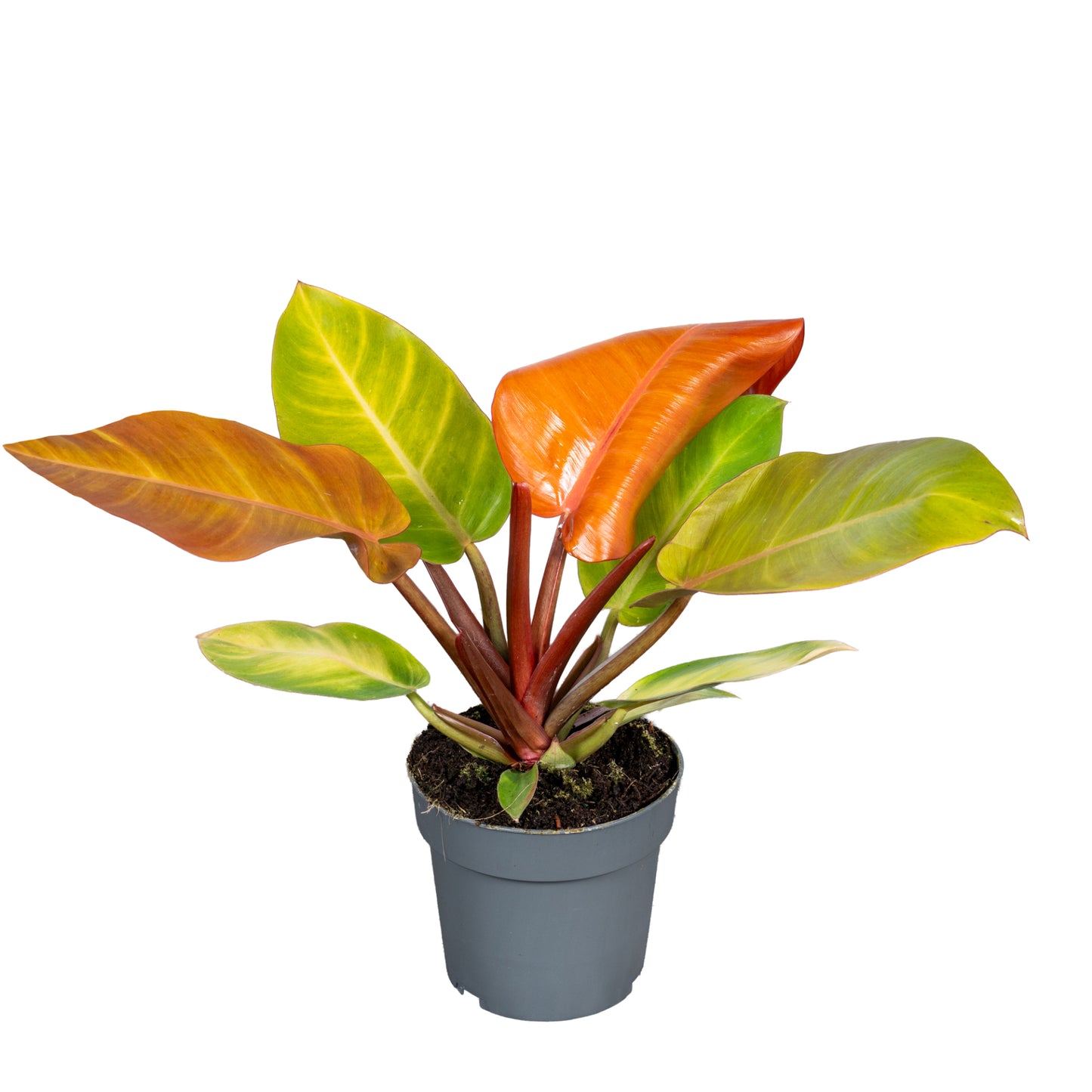 Ichtus Plants Philodendron Prince Of Orange Pack of 8