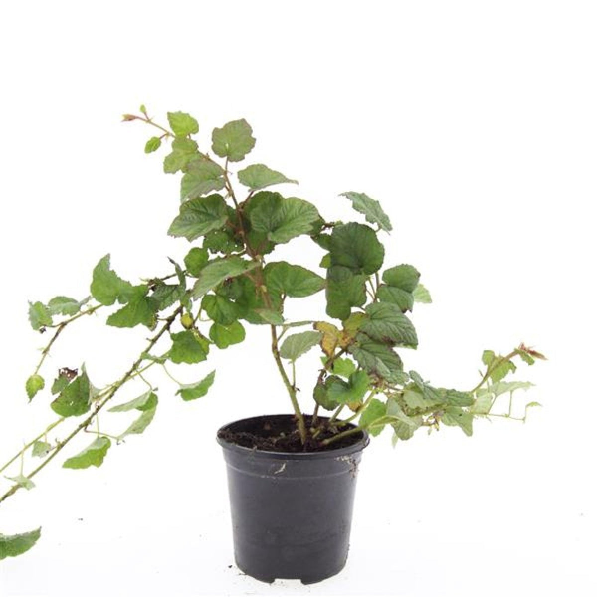 Rubus tricolor 25cm 14cm Pot