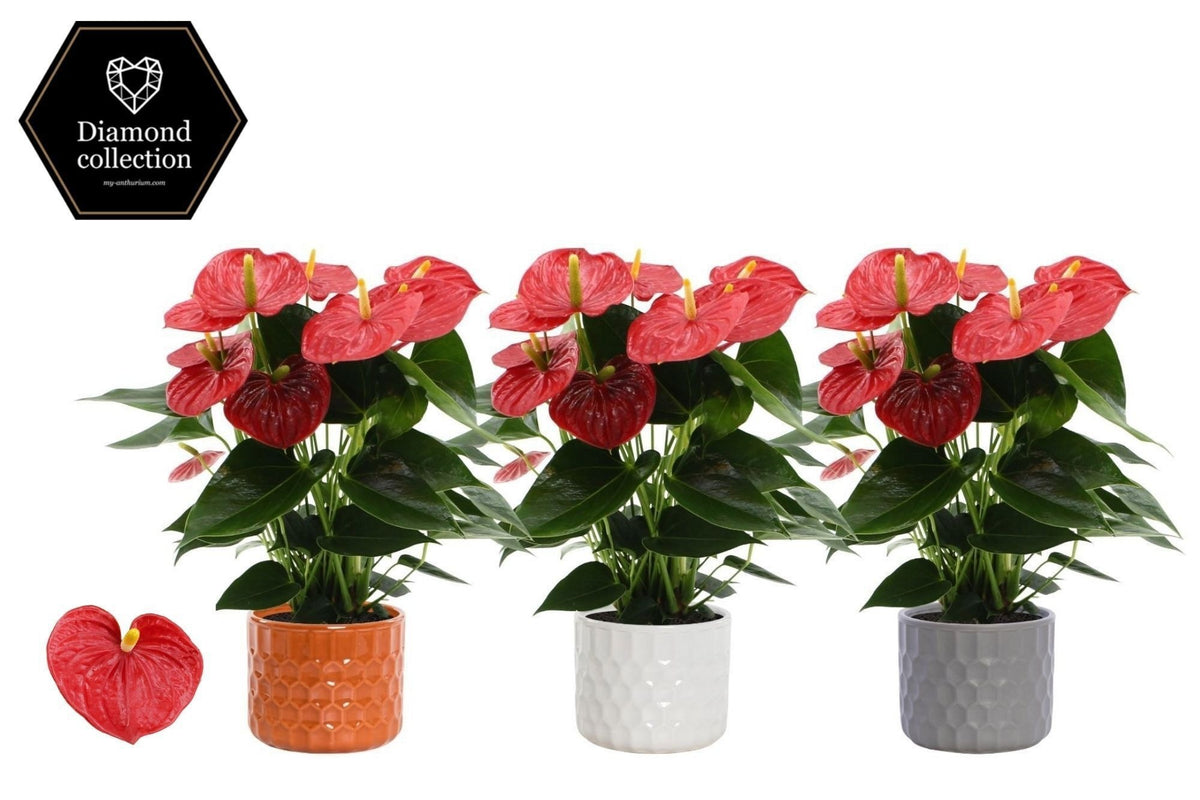 Anthurium Esudo 45cm 14cm Pot
