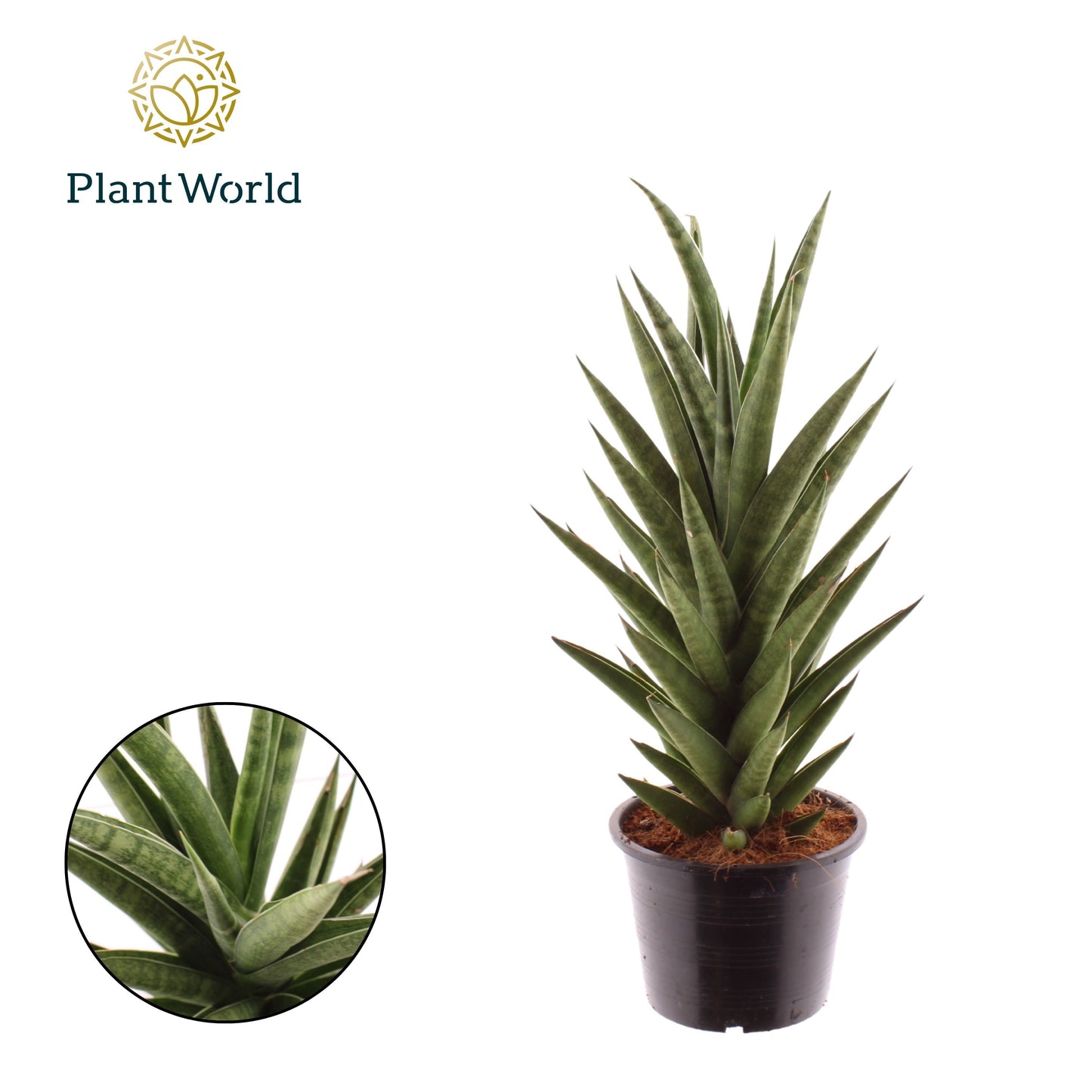 Sansevieria 'Starshooter' 40cm 14cm Pot