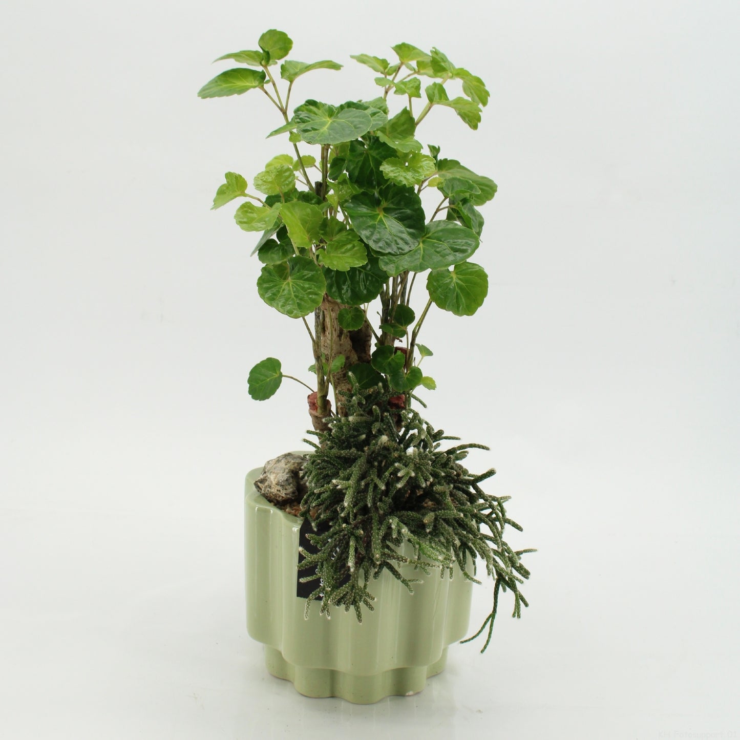 Indoor green arrangement 45cm 17cm Pot