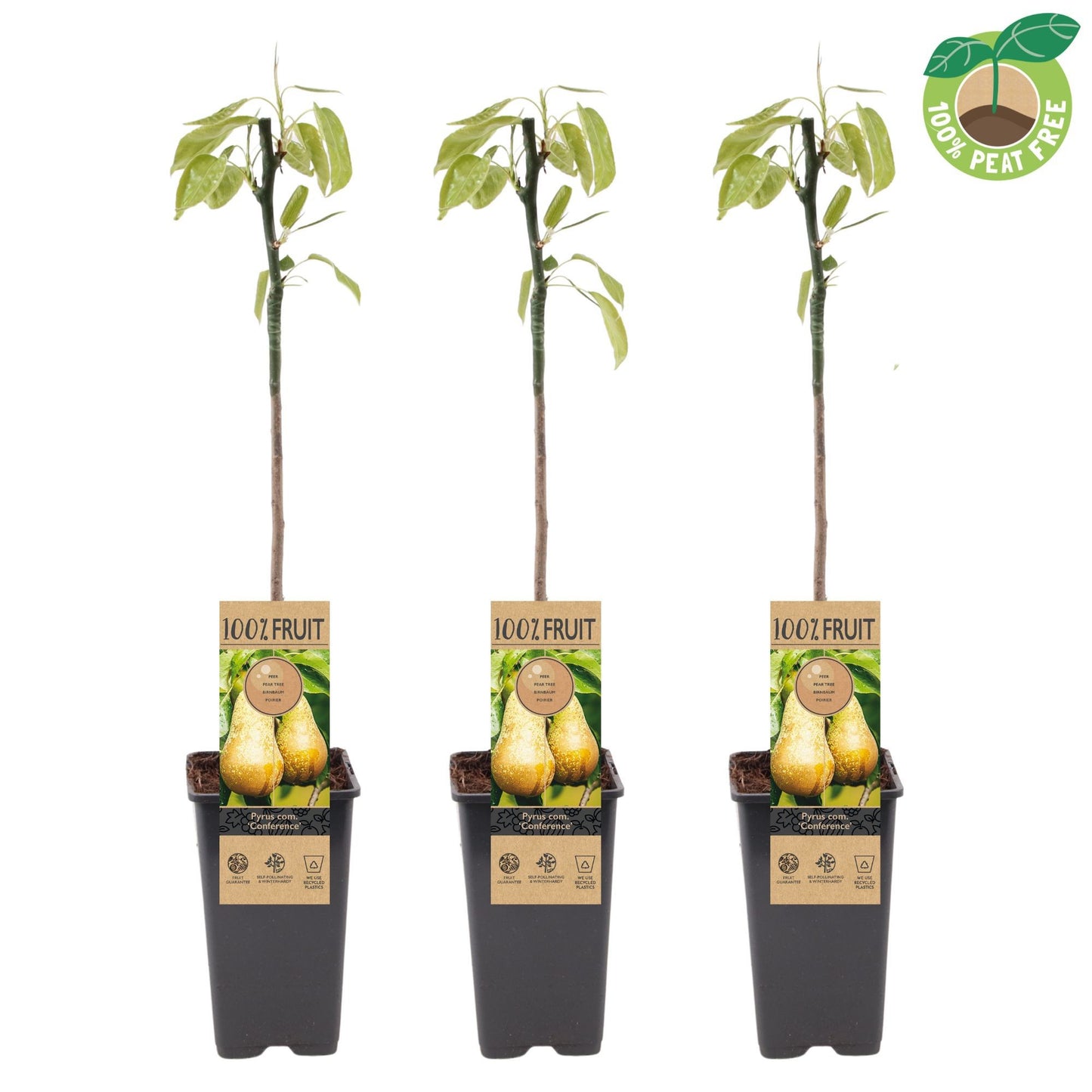 Pyrus com. Conference Halfstam 50cm 15cm Pot