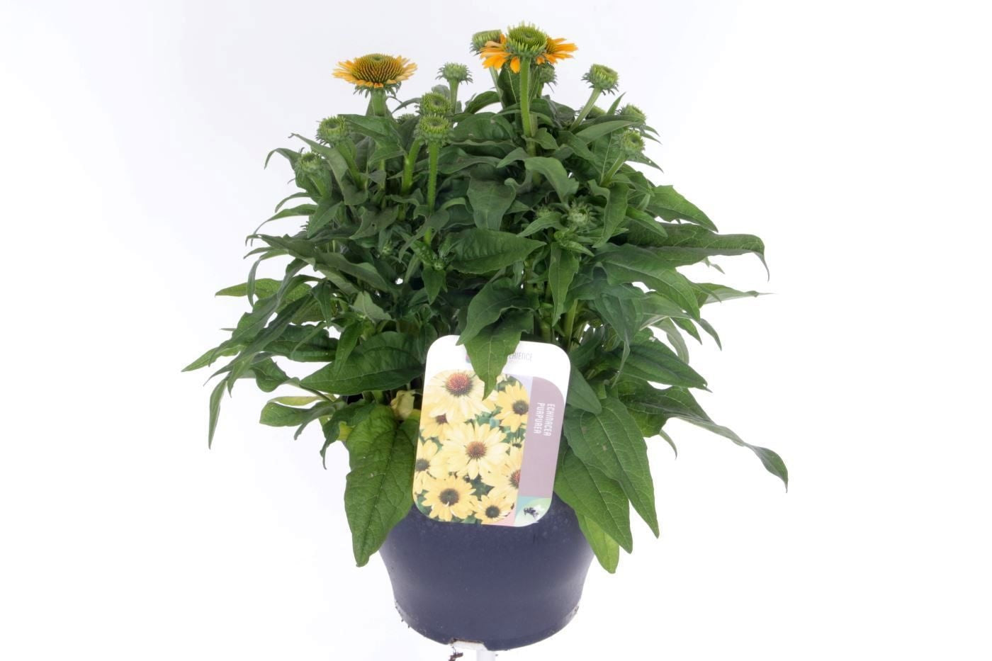 Echinacea purpurea 50cm 23cm Pot