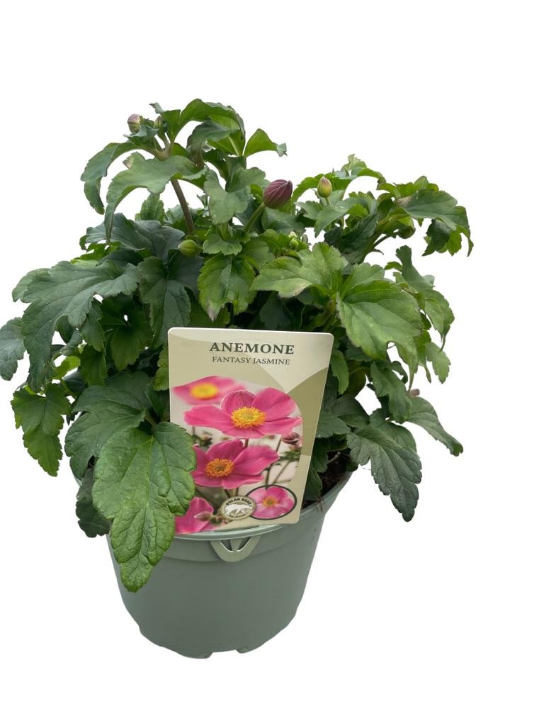Woudenberg, VOF Gebr. van Anemone Fantasy Jasmine Pack of 1