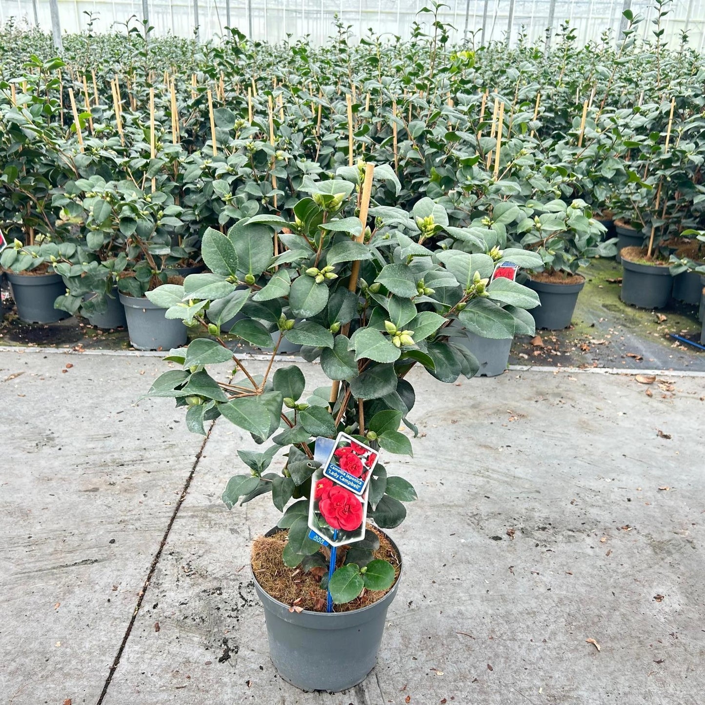 Camellia Lady Campbell 70cm 23cm Pot