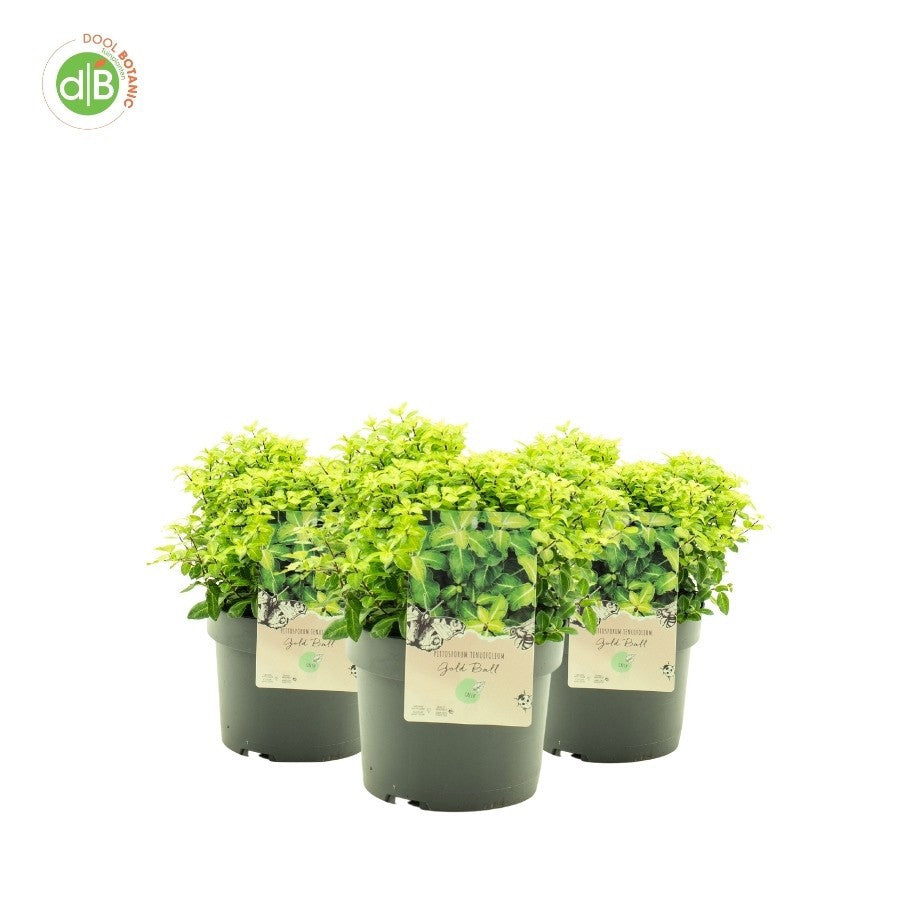 Pittosporum tenuifolium Gold Ball 25cm 19cm Pot