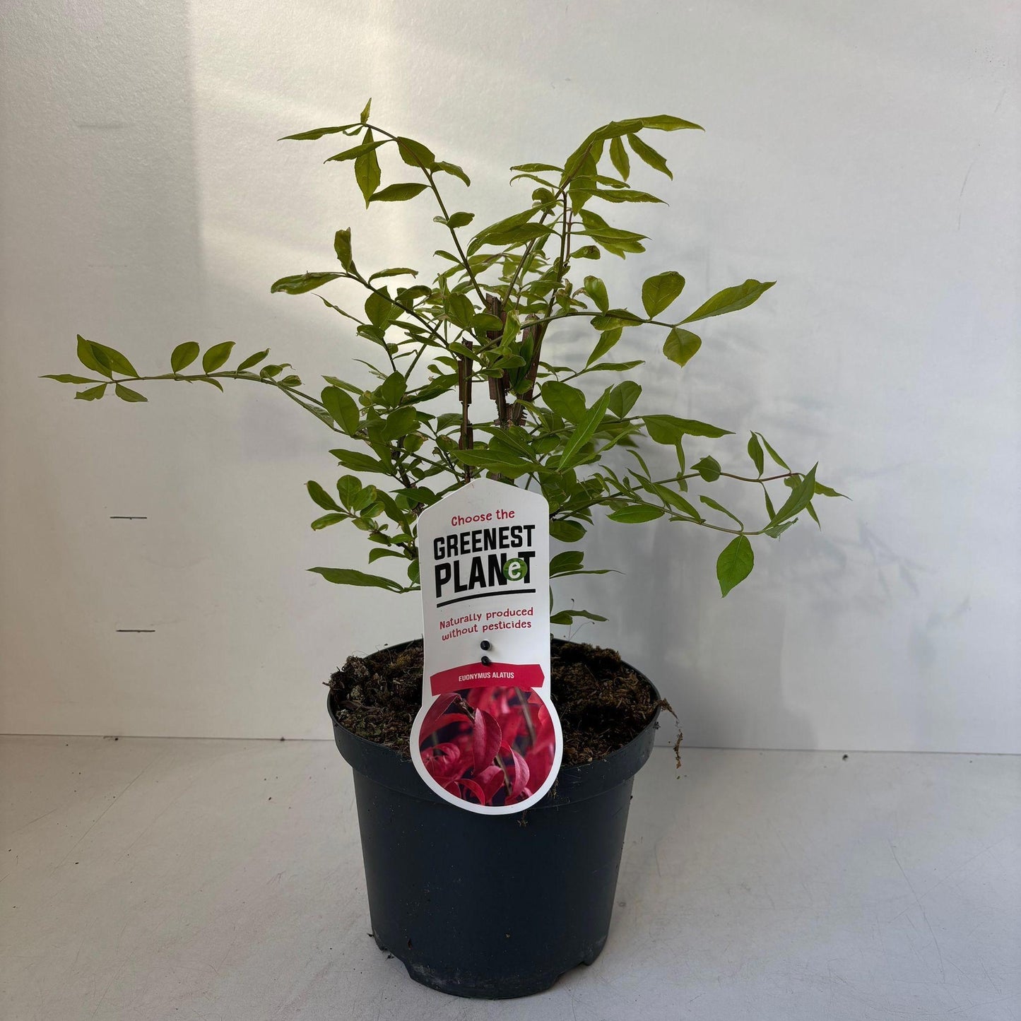 Euonymus jap. Gold Girl 45cm 19cm Pot