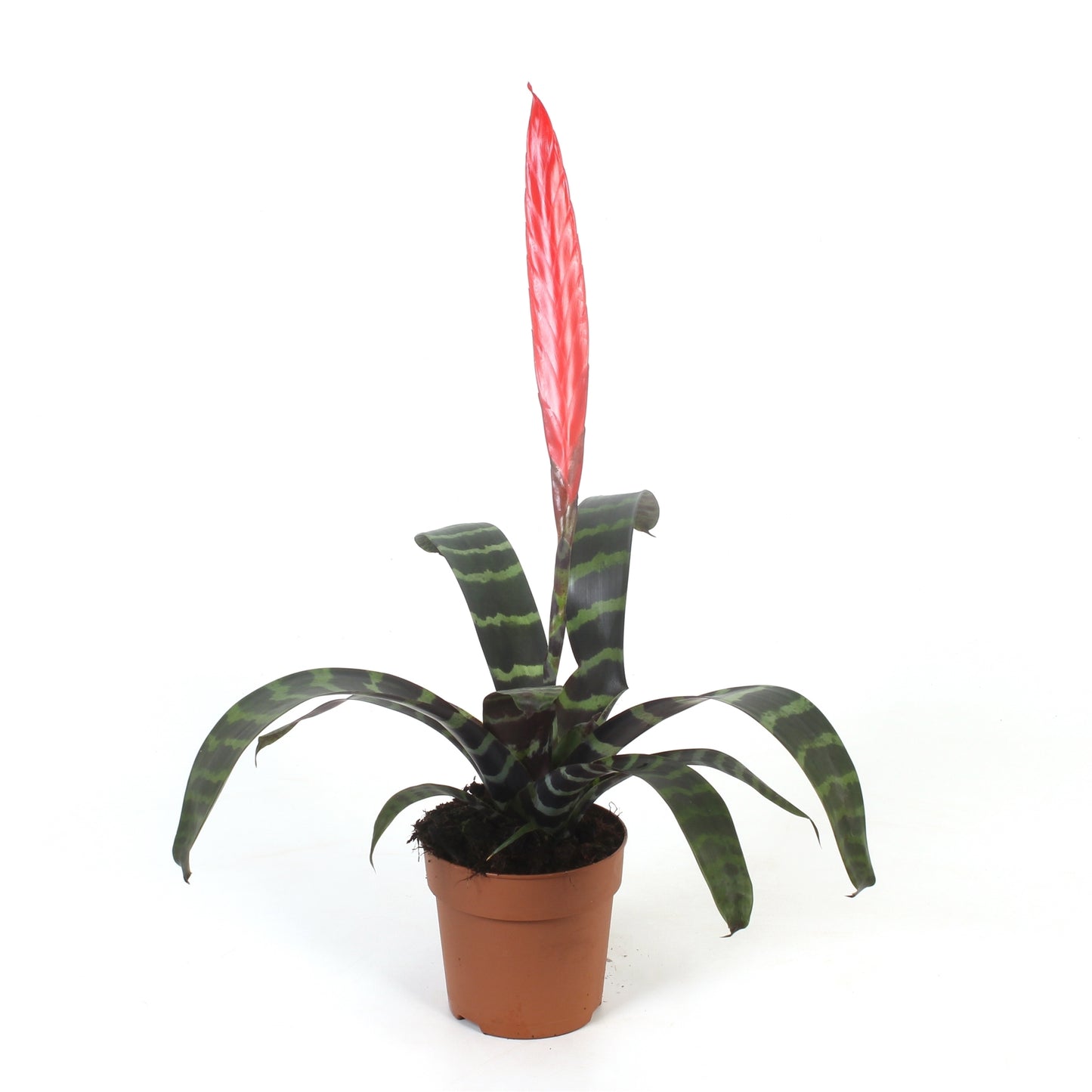 Best Bromelia Vriesea Splenriet Pack of 6