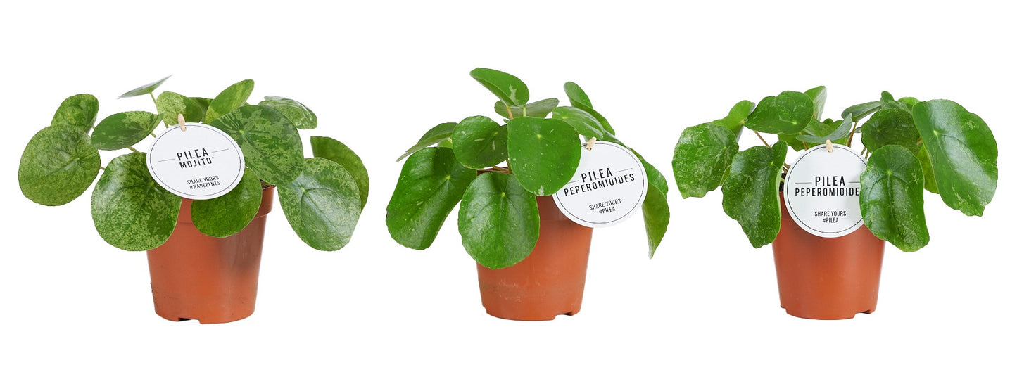 Pilea peperomioides 20cm 13cm Pot