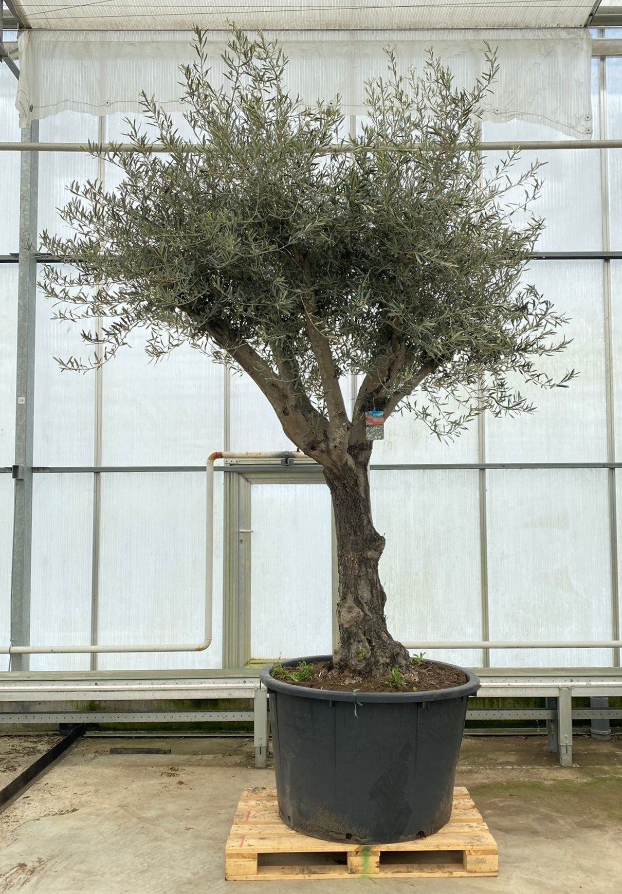 Olea europaea 400cm 90cm Pot