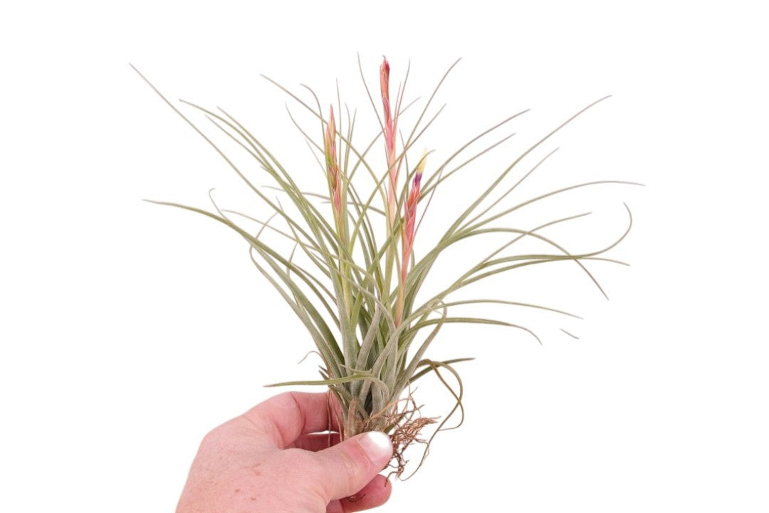 Rip Bromini BV Tillandsia ionantha Pack of 14