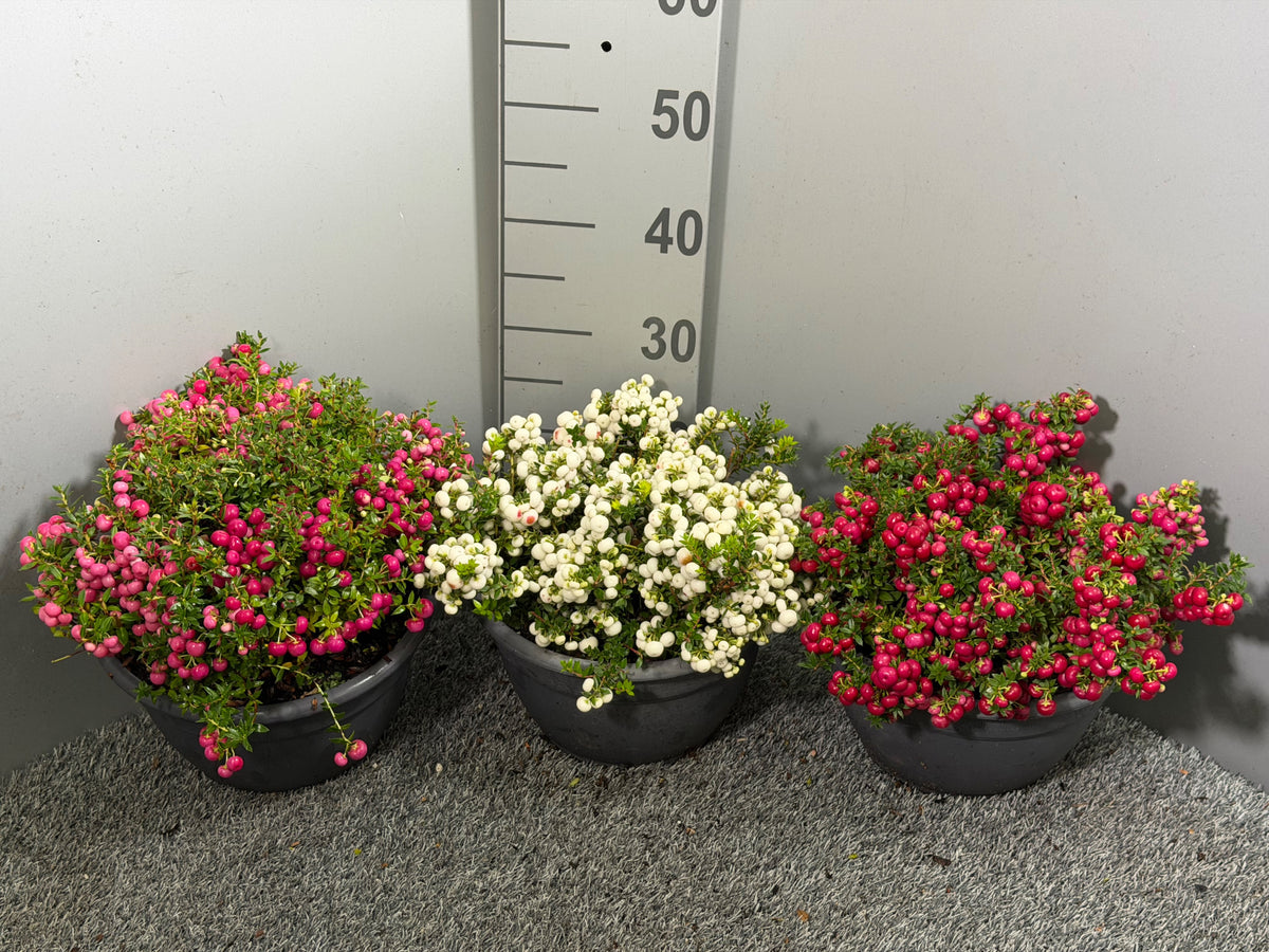 Gaultheria mucr. white 33cm 25cm Pot