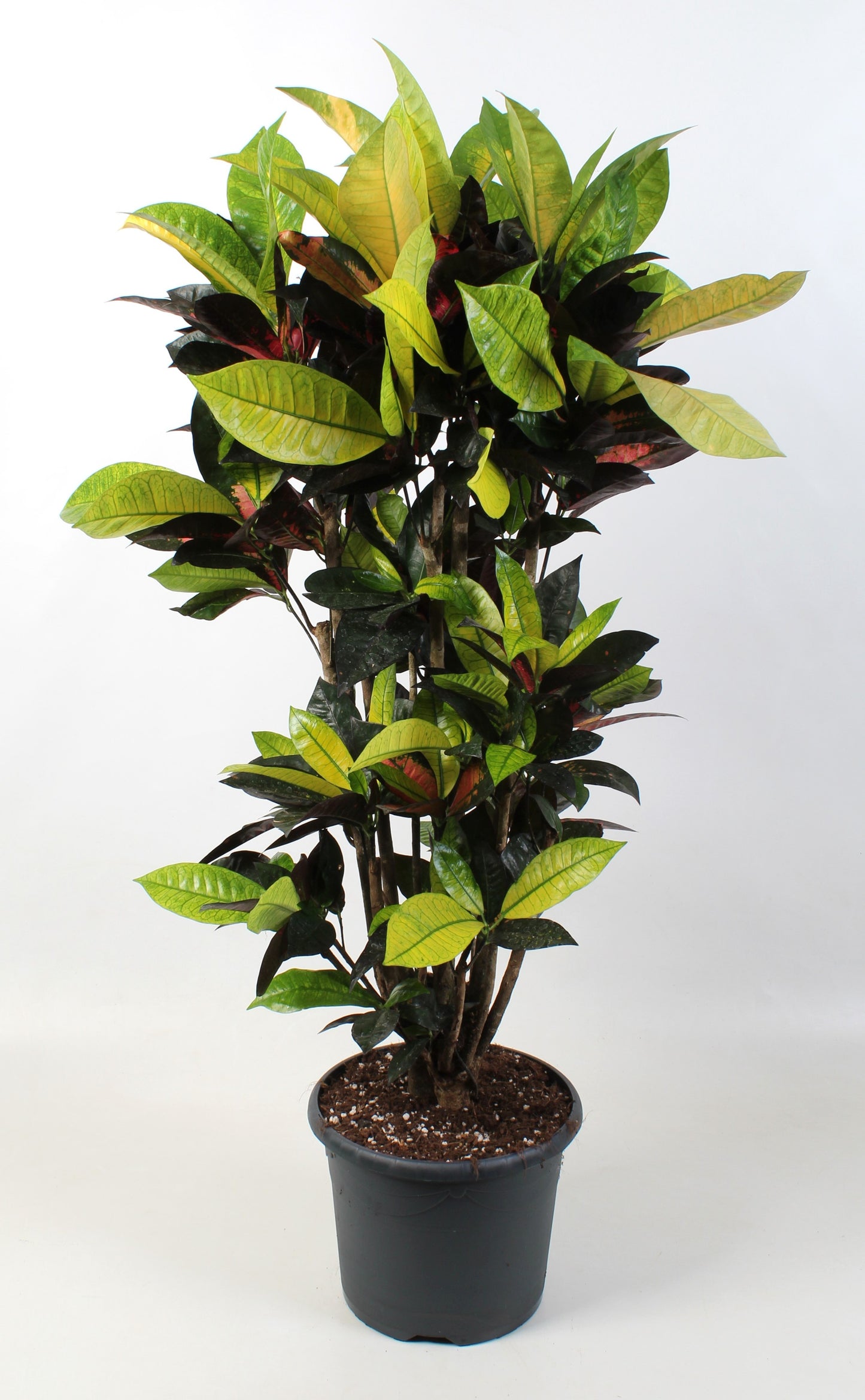 Codiaeum Mrs Iceton 100cm 24cm Pot