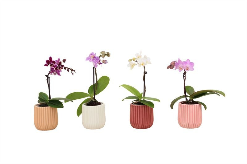 Phalaenopsis hybrid 17cm 6cm Pot