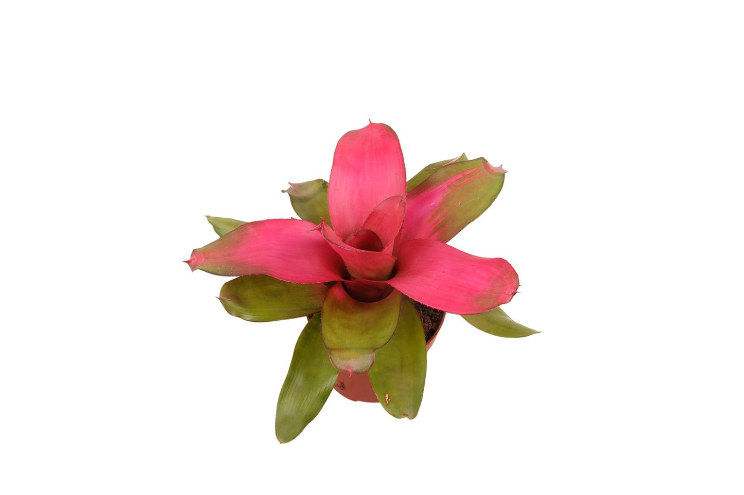 Neoregelia 35cm 12cm Pot