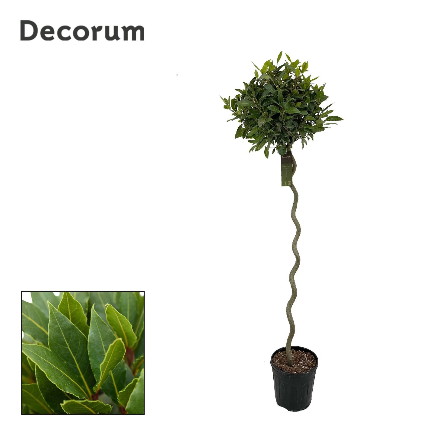 Laurus nobilis 160cm 25cm Pot