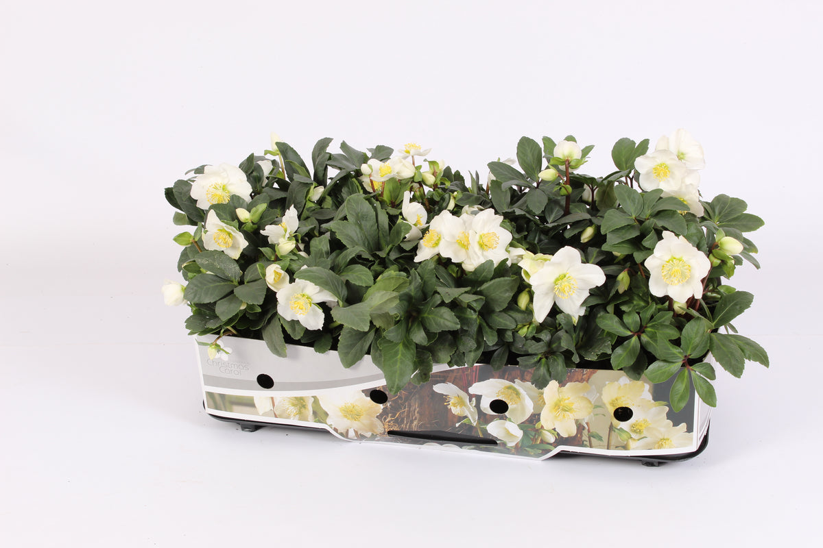 Helleborus niger Christmas Carol 25cm 12cm Pot