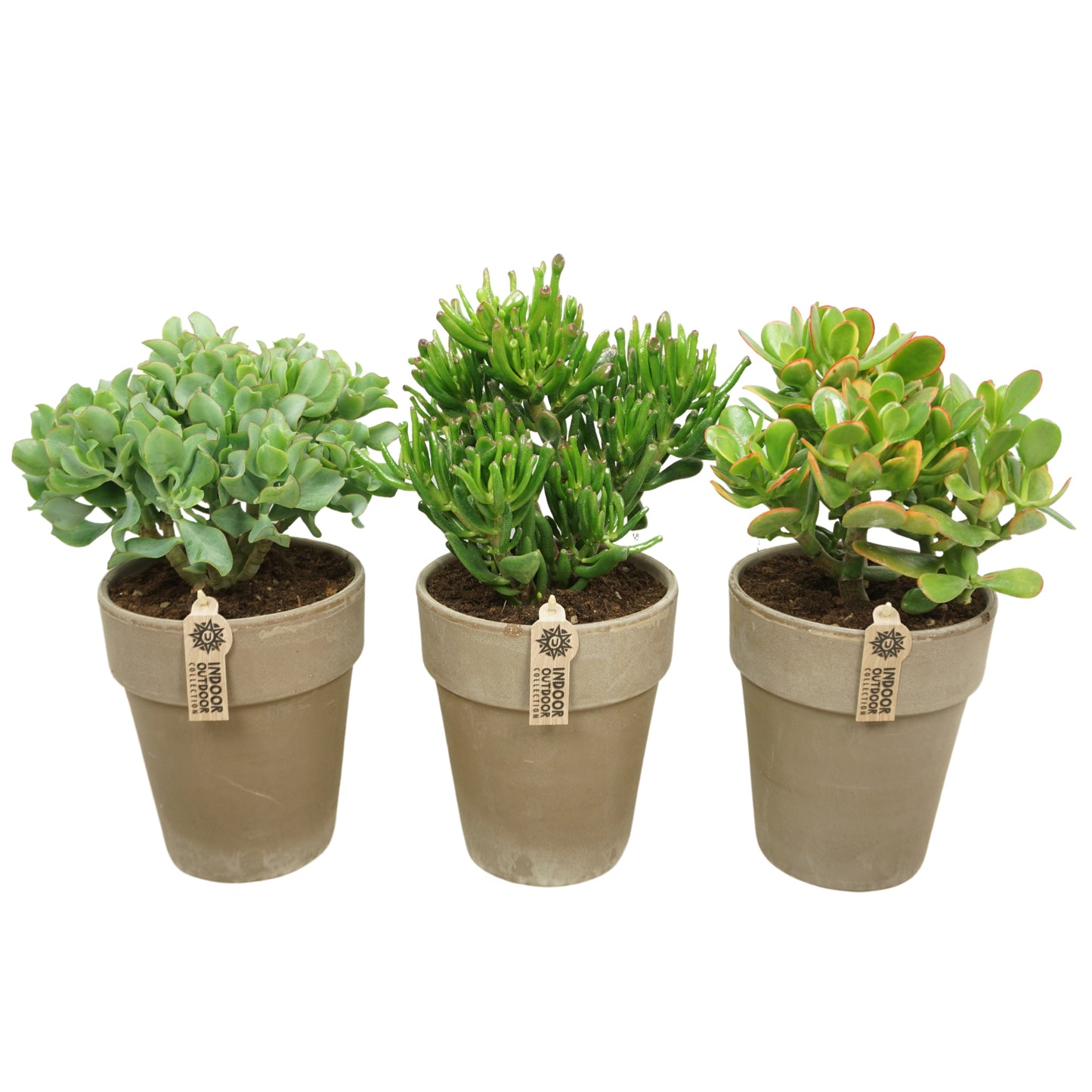 Crassula mix 40cm 17cm Pot