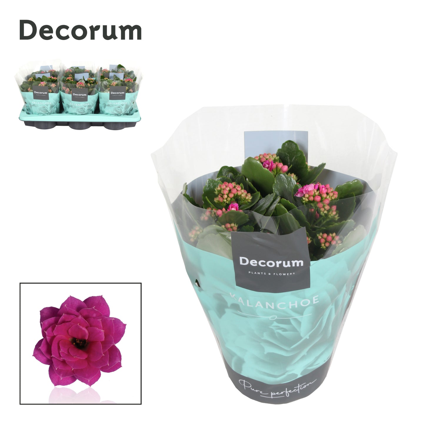 Kalanchoe purple decorum 26cm 15cm Pot