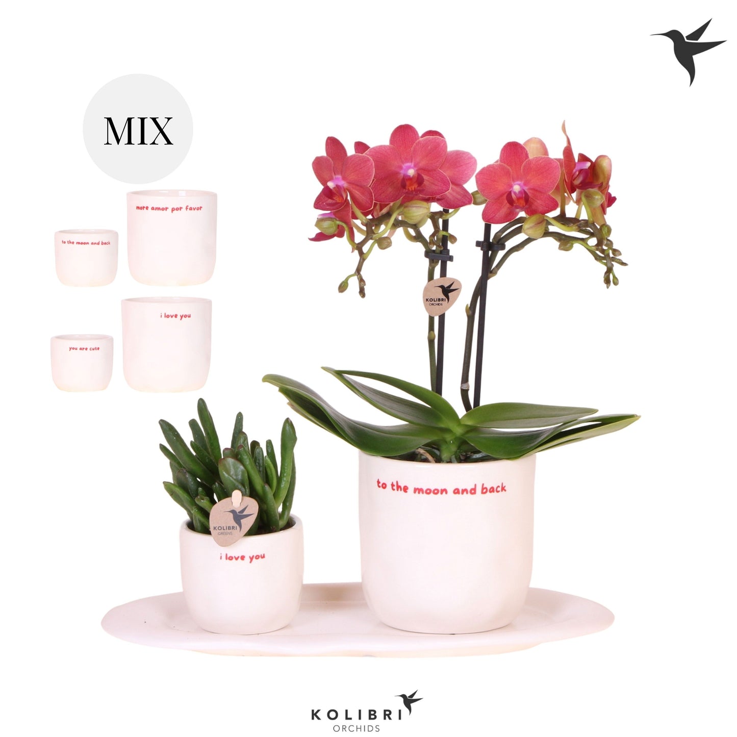 Kolibri Gift Set small Love 40cm 18cm Pot