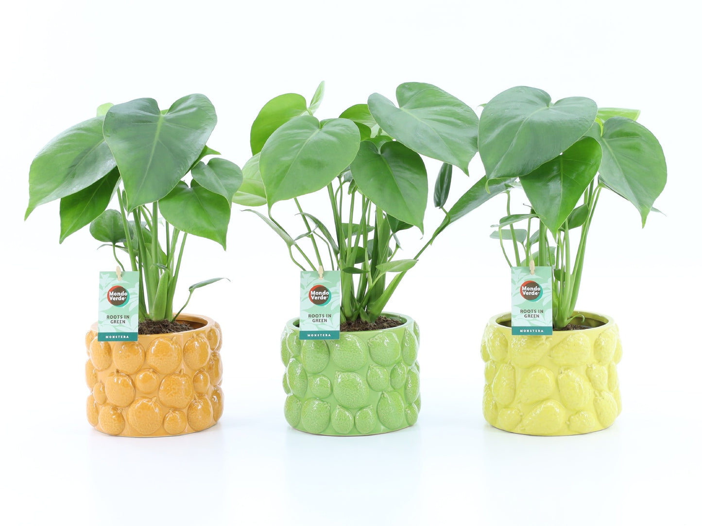 Mondo Verde (Bakker) Monstera deliciosa Pack of 4