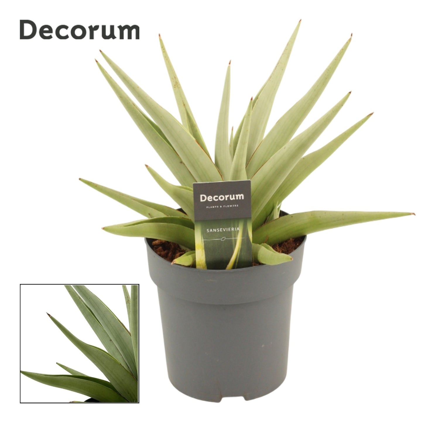 Sansevieria 30cm 14cm Pot