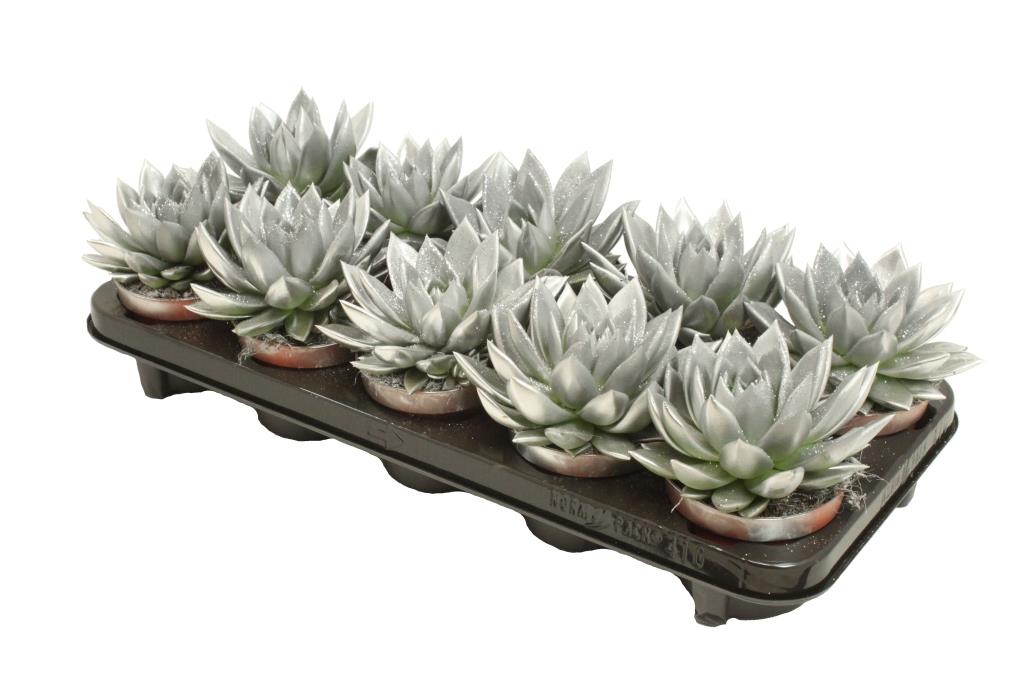 Echeveria Silver Pearl 13cm 10.5cm Pot