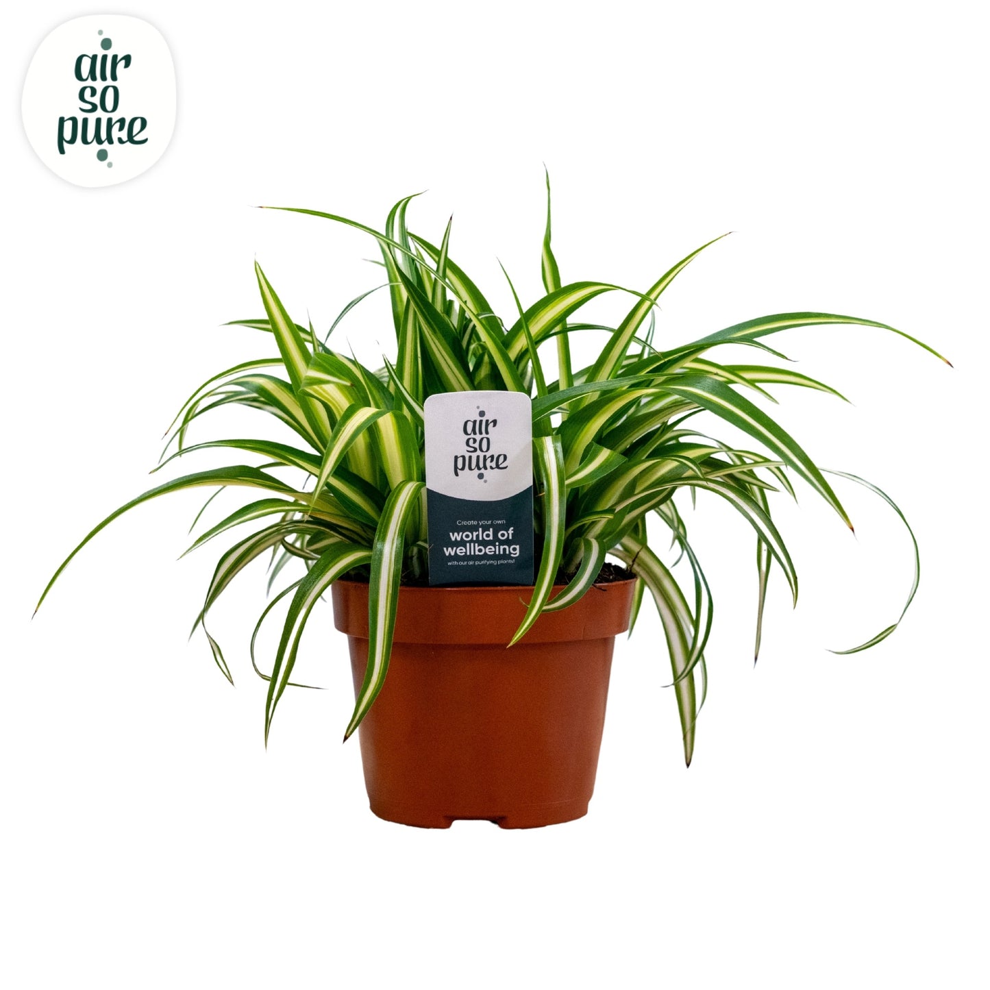 Quakelplant BV Chlorophytum Variegated Pack of 8