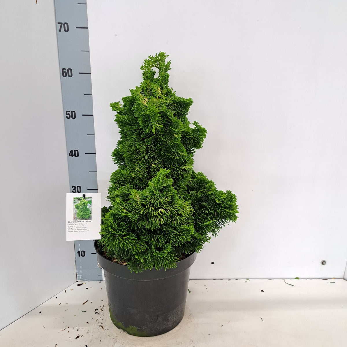 Chamaecyparis obtusa Aurora 50cm 26cm Pot