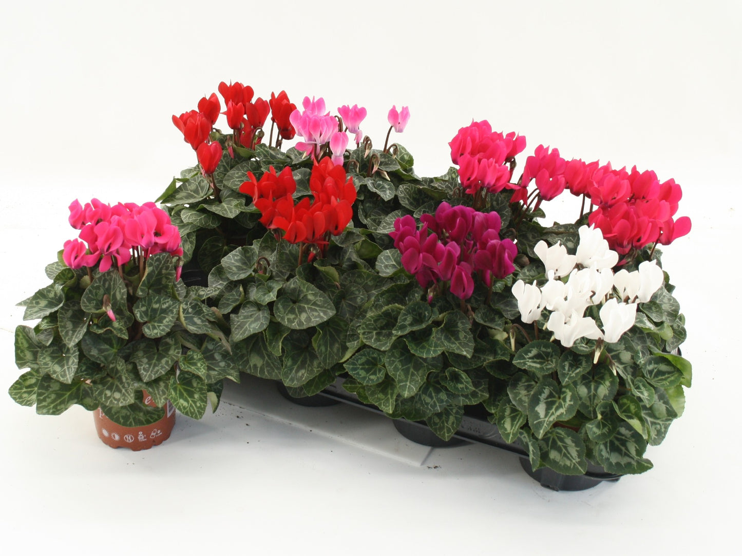Boers - Tuinbouw Cyclamen Compact mix Pack of 8