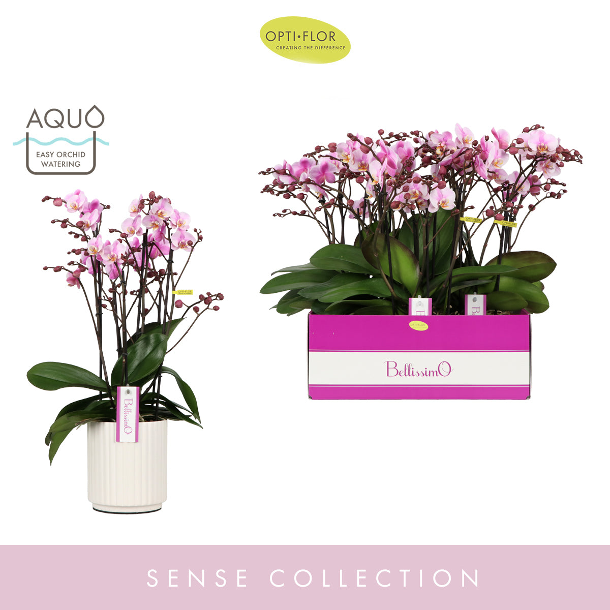 Phalaenopsis pink 50cm 15cm Pot