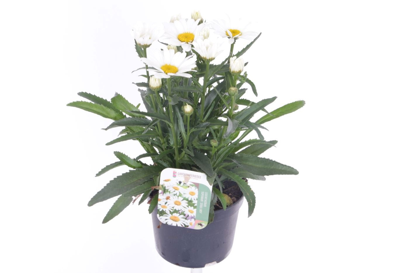 Leucanthemum maximum 30cm 13cm Pot