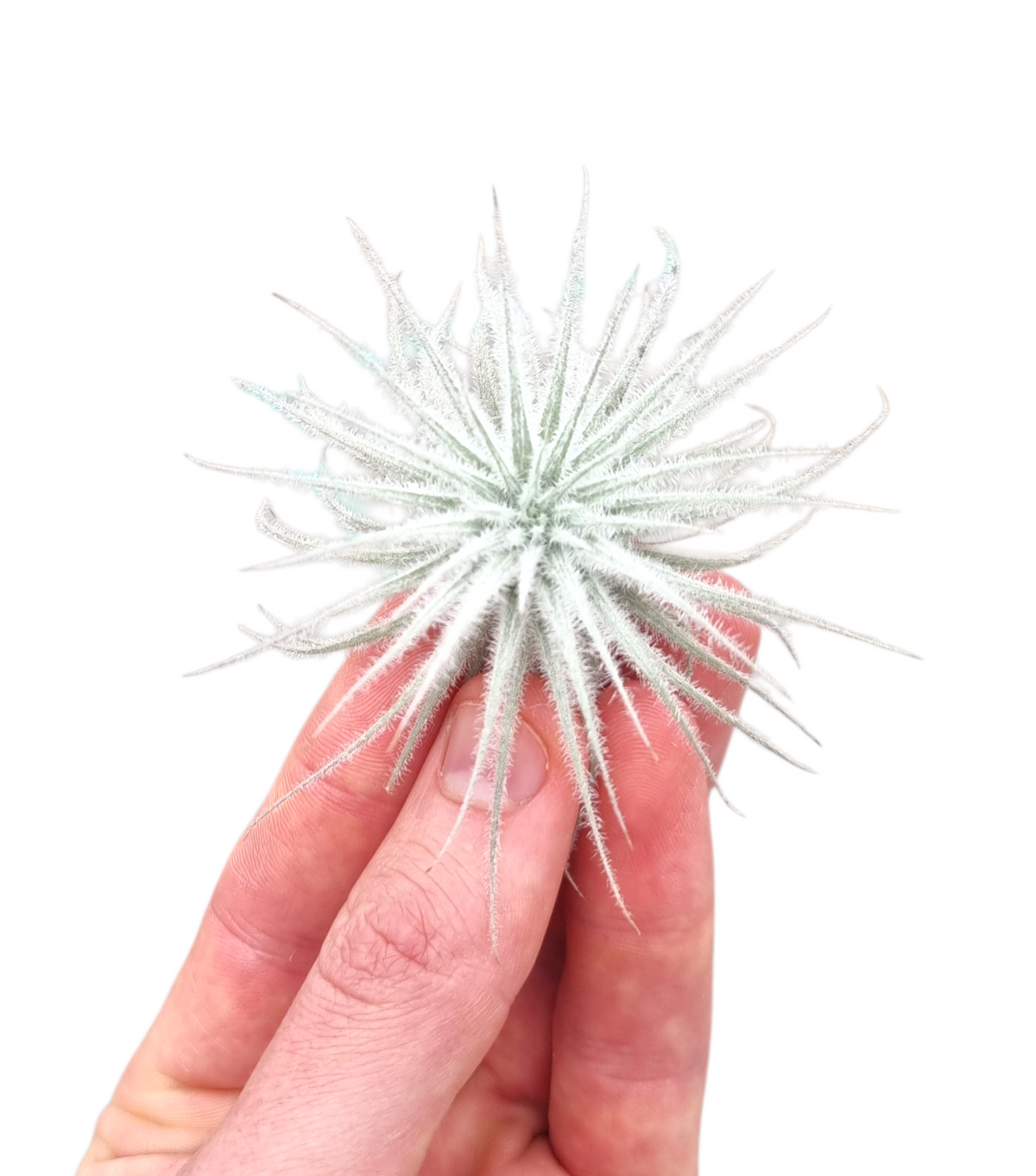 Tillandsia ionantha 4cm 6cm Pot