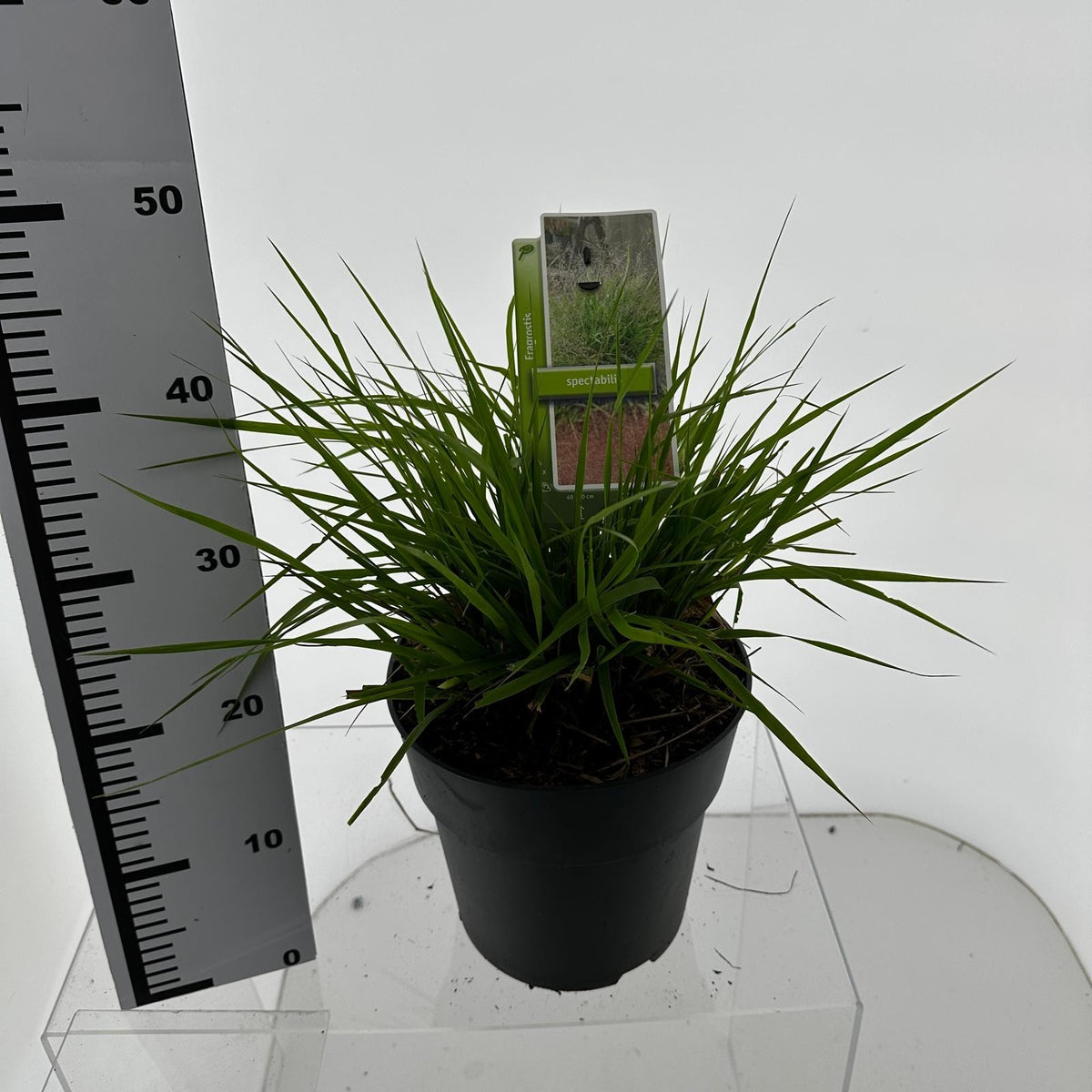 Eragrostis 40cm 23cm Pot