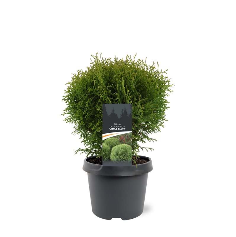 Thuja occidentalis Little Giant 30cm 19cm Pot