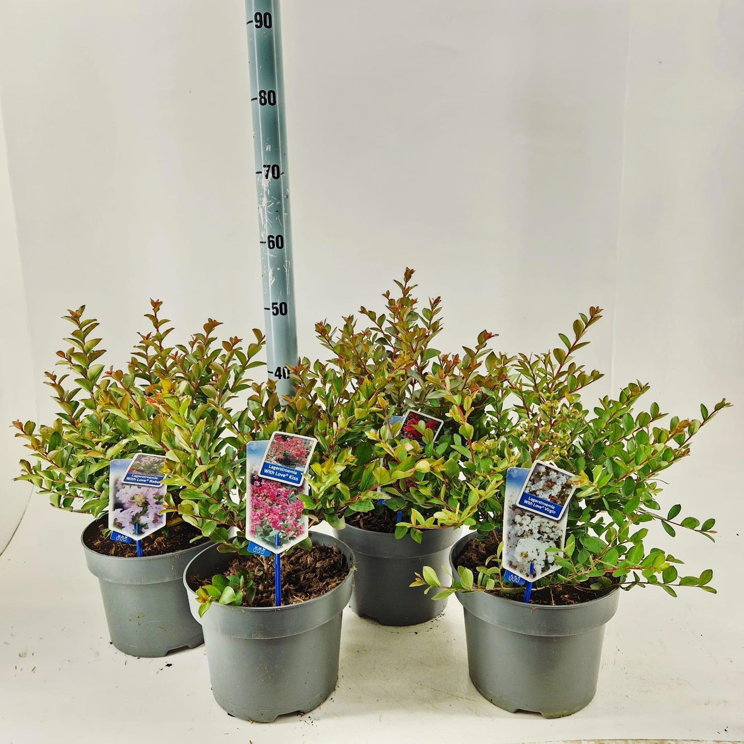 Lagerstroemia indica 40cm 23cm Pot