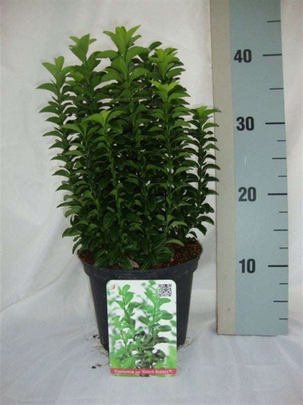 Roessel Tuinpl. VOF, B. v. Euonymus Green Rocket Pack of 6