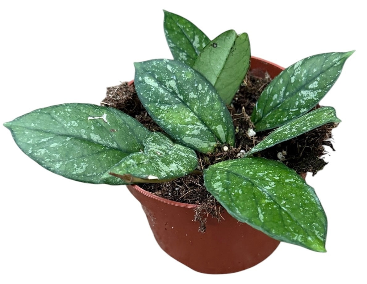 Hoya australis 15cm 10.5cm Pot