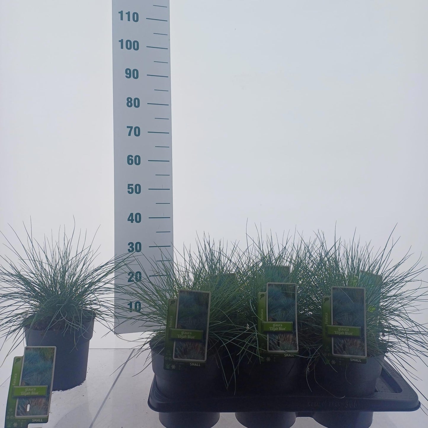 Festuca Elijah Blue 35cm 17cm Pot