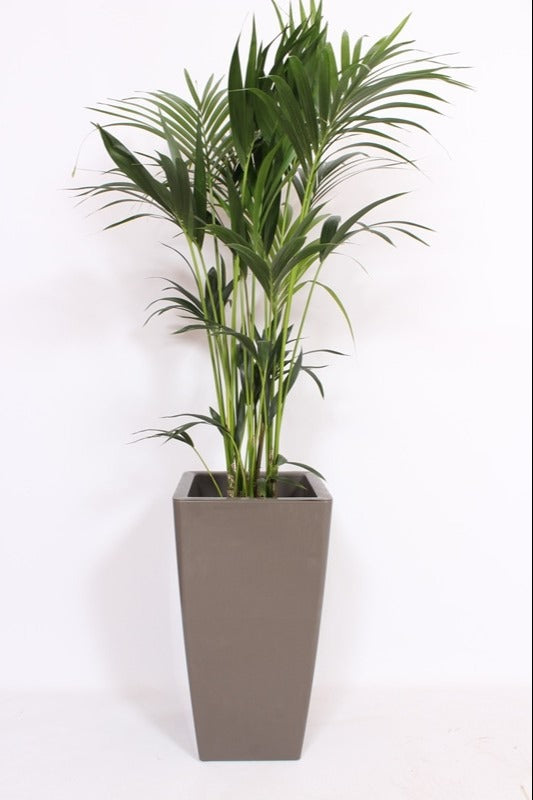 Howea forsteriana 160cm 33cm Pot