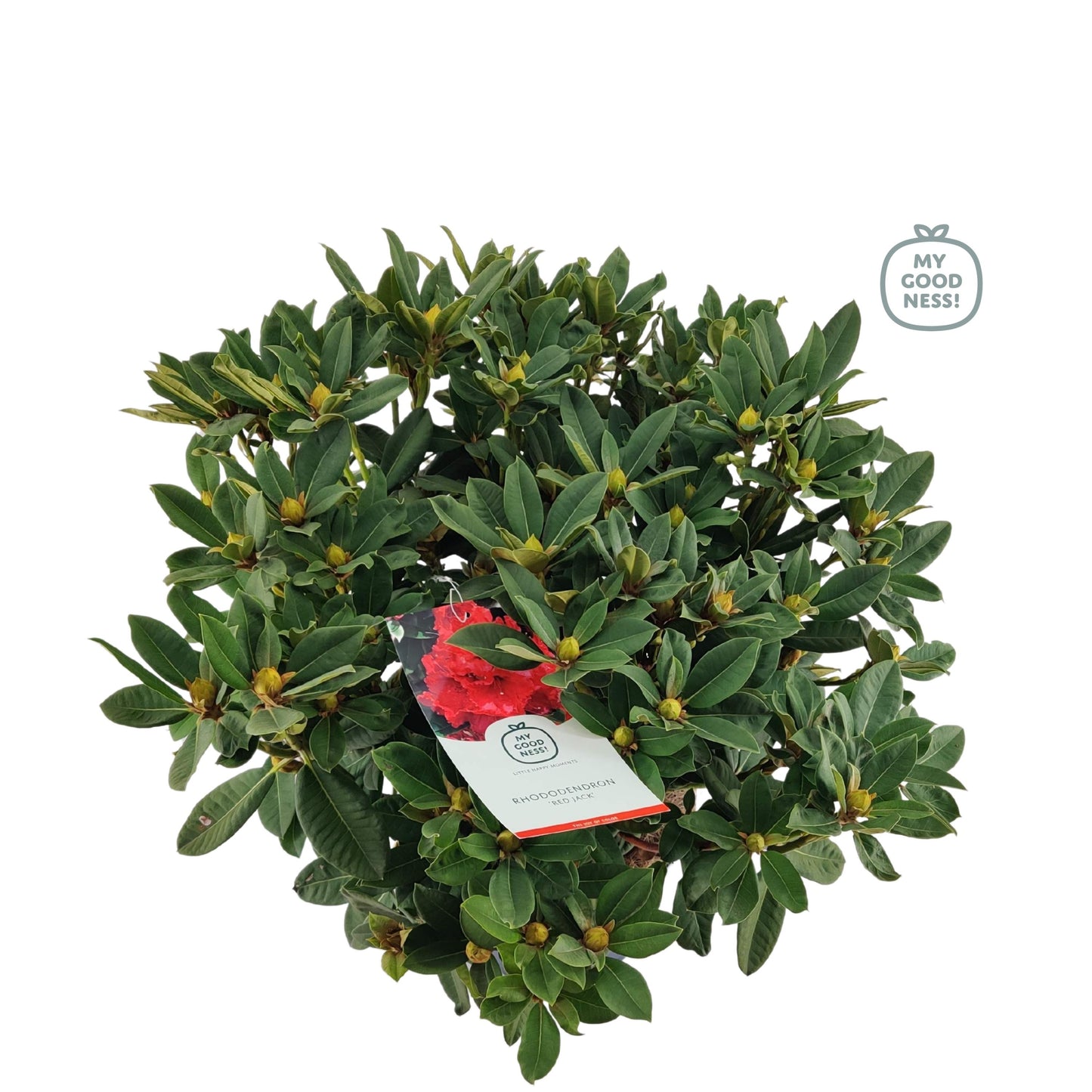 Leybaert BVBA Rhododendron Red Jack Pack of 1
