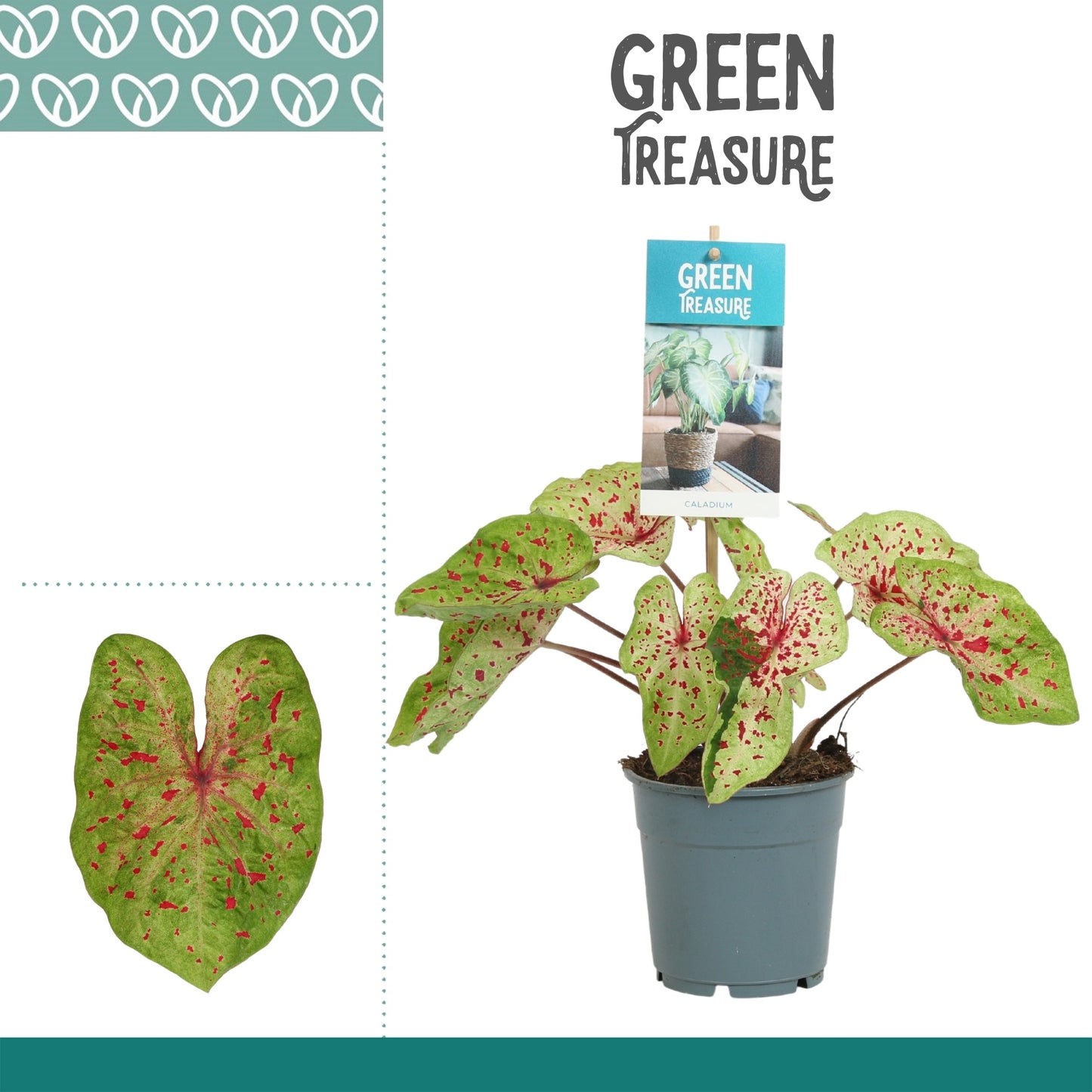 Caladium bicolor 25cm 12cm Pot