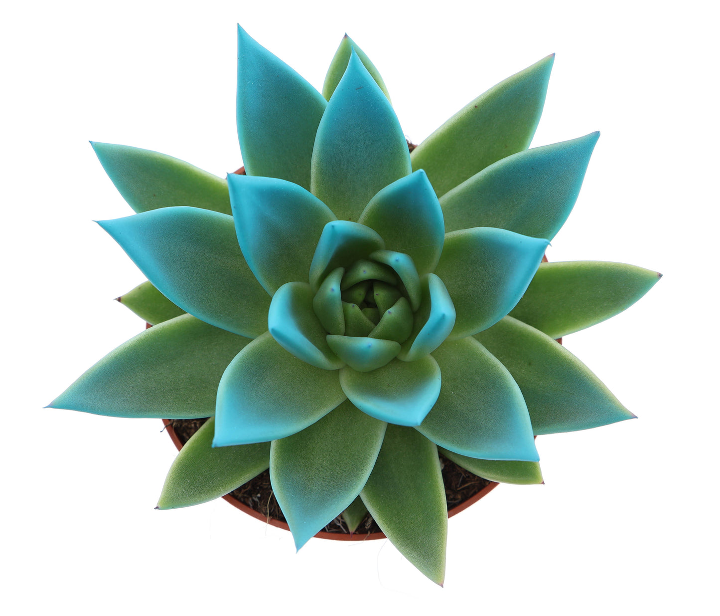 Miranda tips sky blue 12cm 510cm Pot